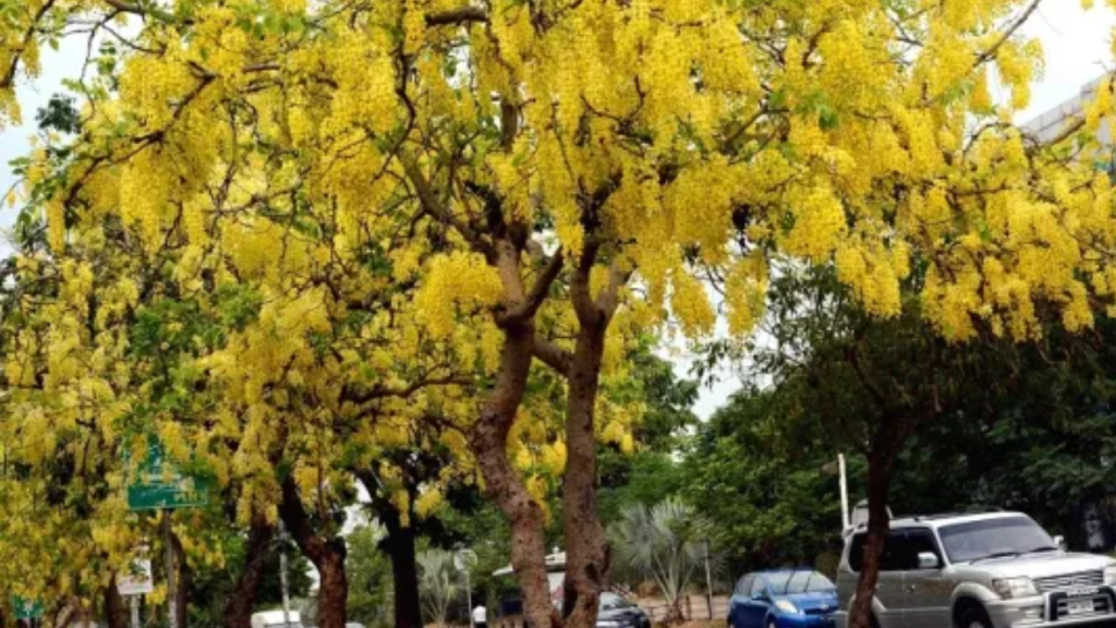 Pollen count in Islamabad reaches to dangerous levels