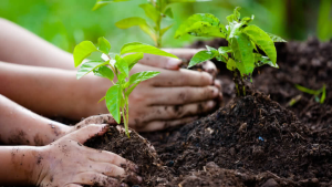 Punjab to plant 800000 saplings in Murree district