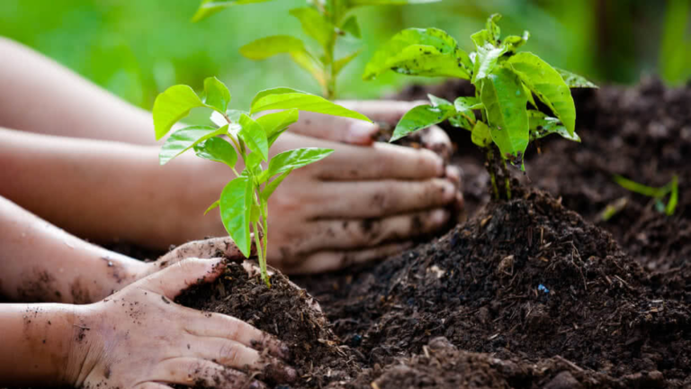 Punjab to plant 800000 saplings in Murree district