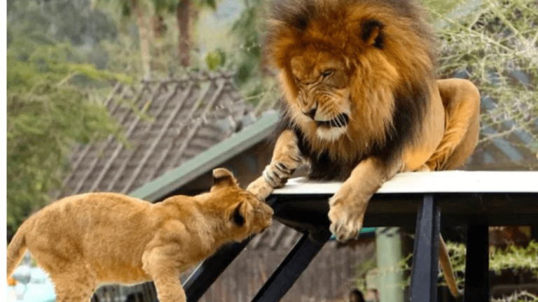 Lahore Safari zoo to launch special Tiger Safari