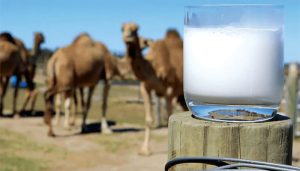Pakistan begins camel milk powder exports to China