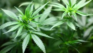 cannabis
