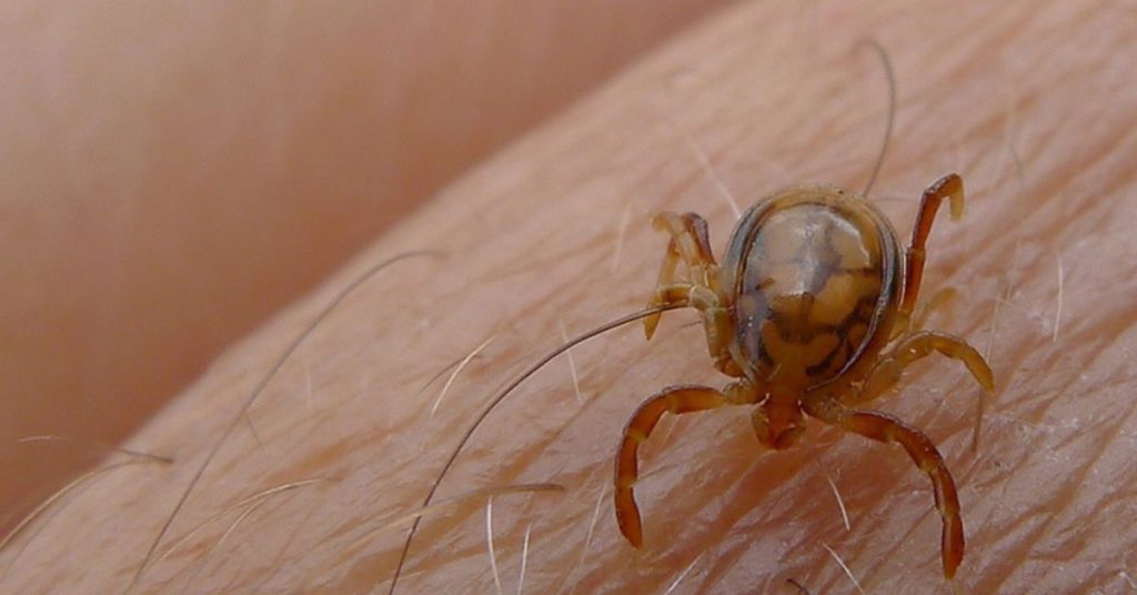 Congo virus in KPK