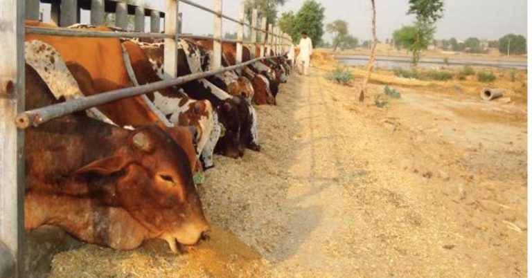 Punjab Livestock Department setup 10 flood relief camps