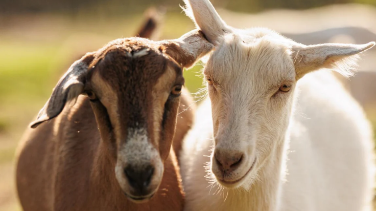 CM Maryam to provide 5000 premium Goats to farmers