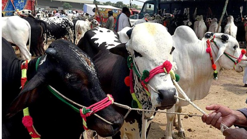 Rising temperatures increase risk of heat stroke in animals