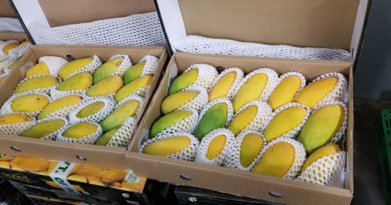 Japan bans import of Indian mangoes after 20 years