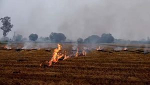 Farmers to pay massive fine for stubble burning in Punjab
