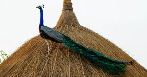 Scorching heat kills number of Peacocks in Thar