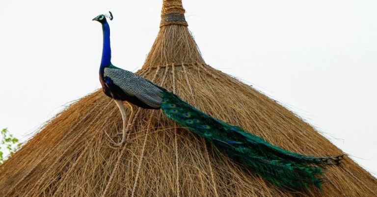 Scorching heat kills number of Peacocks in Thar