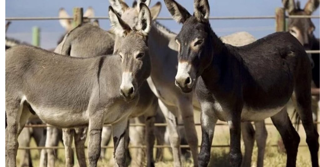exports of donkey hides
