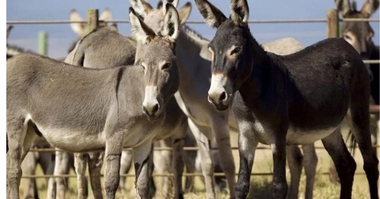 exports of donkey hides