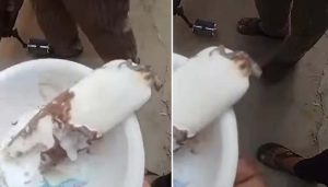 Lizard found in ice cream shocks Ludhiana family