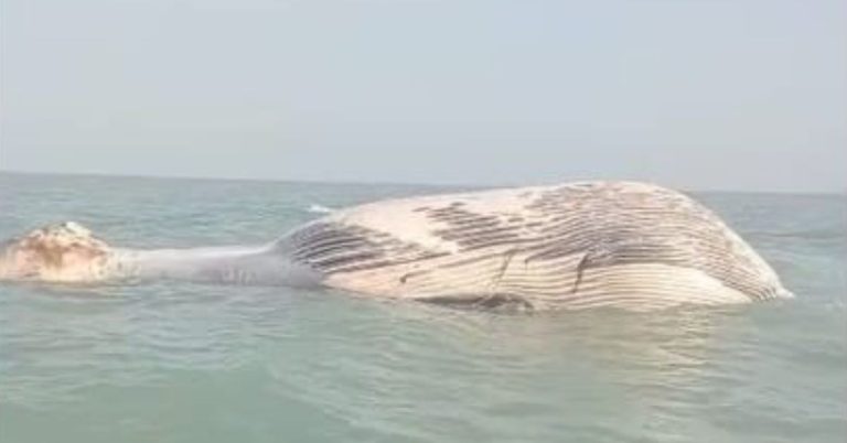 Blue whale Balochistan