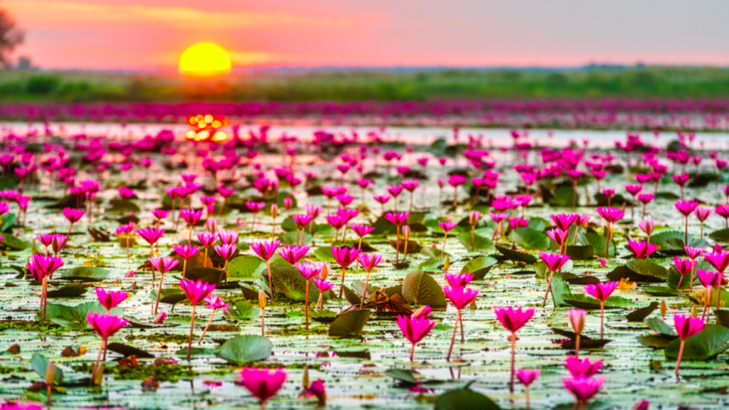 Lotus Lake at Shakarparian offers scenic charm, yet unknown to many