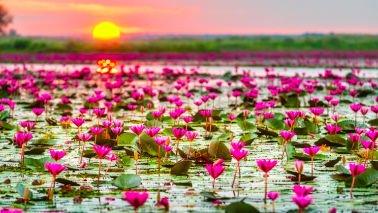 Lotus Lake at Shakarparian offers scenic charm, yet unknown to many
