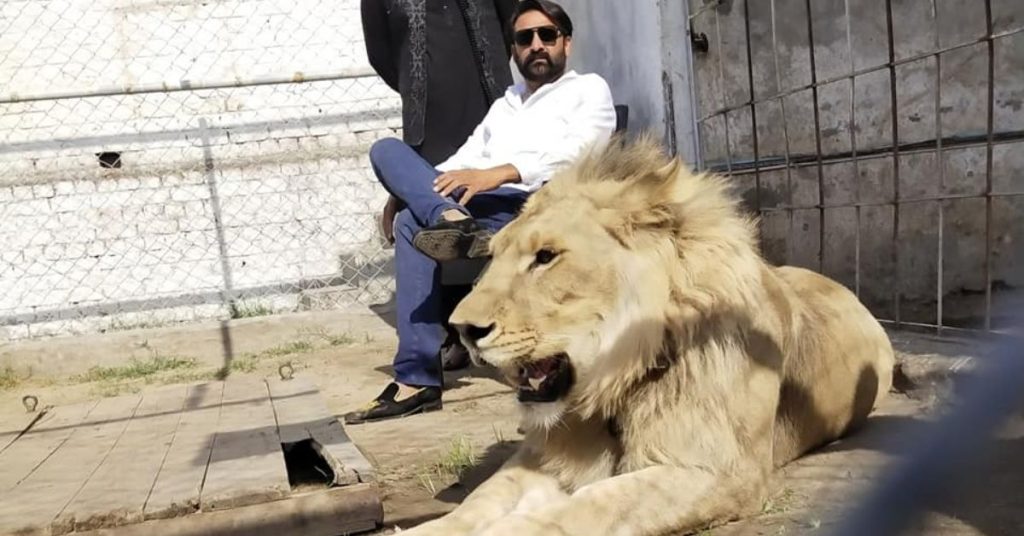 Punjab illegally lions
