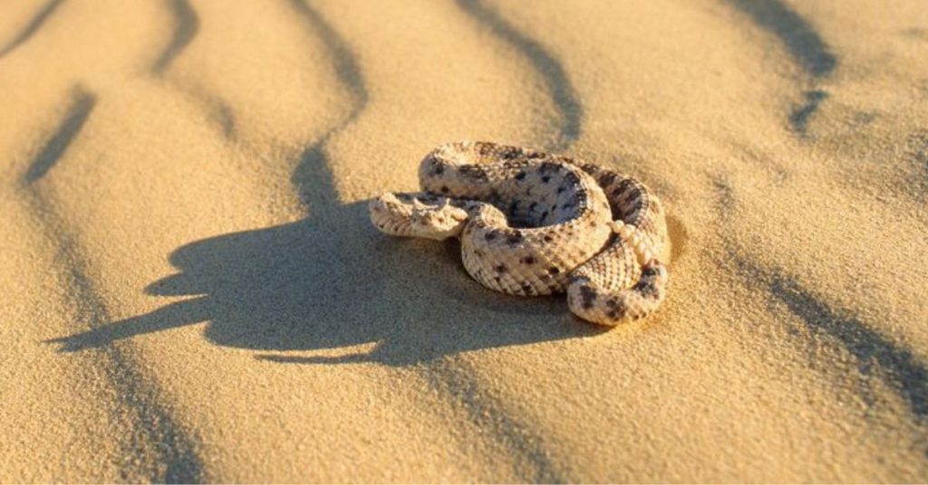 Man claims his wife turns into snake at night