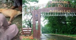 deer killing in Margalla hills