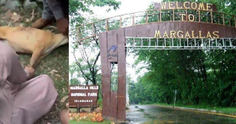 deer killing in Margalla hills