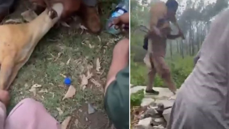 Rare Deer slaughtered in Islamabad’s Margalla Hills sparks public outrage