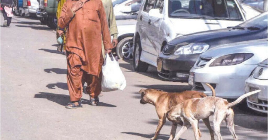 Islamabad High Court orders action CDA over stray dog killings