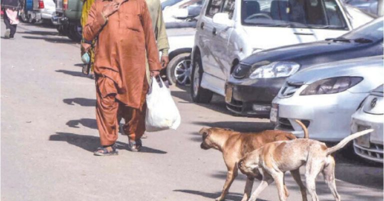 Islamabad High Court orders action CDA over stray dog killings