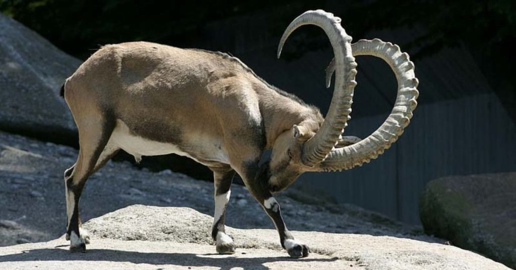 KP trophy hunting