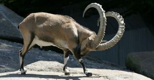 KP trophy hunting