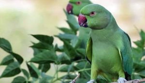 Step-by-Step guideline on how to register your parrots
