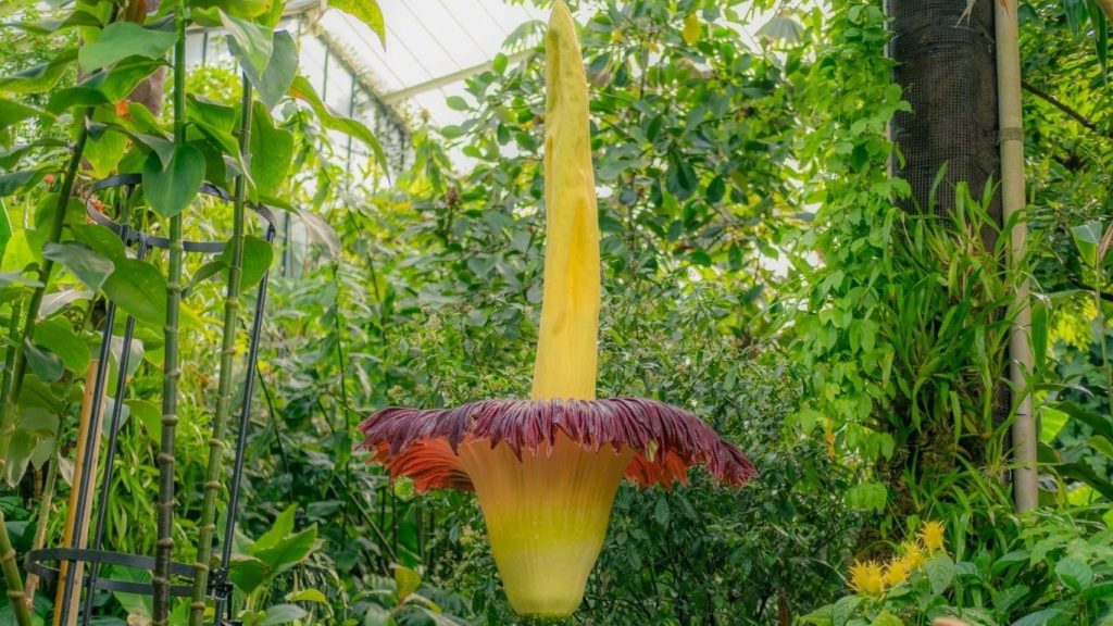 World smelliest flower stolen from Germany's botanical garden