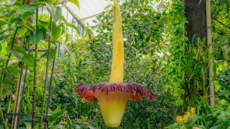 World smelliest flower stolen from Germany's botanical garden
