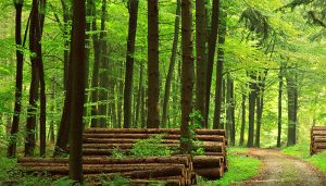 Govt unveils Riverine Forestation Project: Details inside