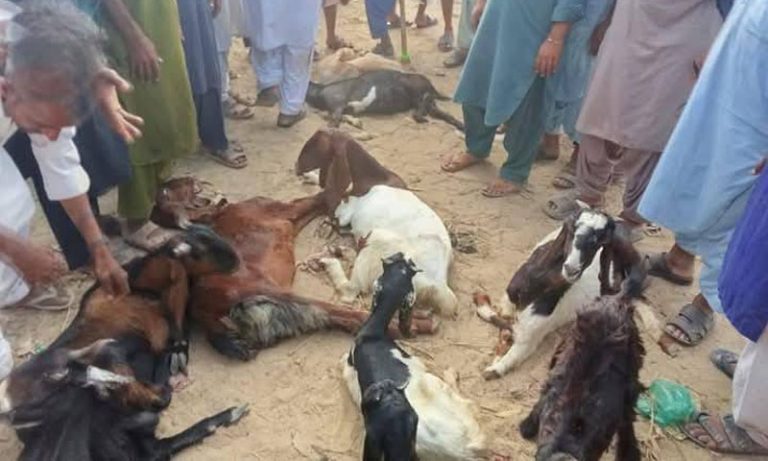 Indian forces brutally attack goats across Tharparkar Border
