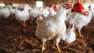 Chicken prices increased ahead of Eid