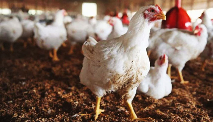 Chicken prices increased ahead of Eid