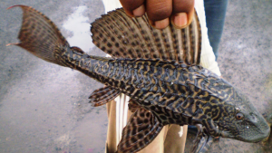 Amazon sailfin catfish detected in key waterways of Pakistan