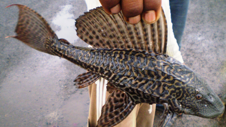 Amazon sailfin catfish detected in key waterways of Pakistan