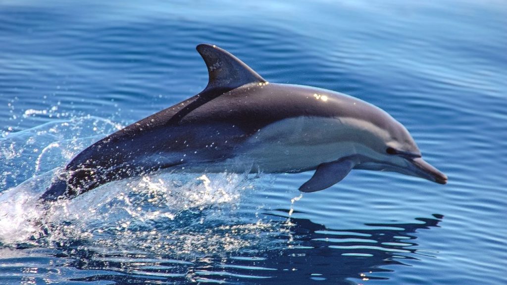 Indus River Dolphins Survey KP