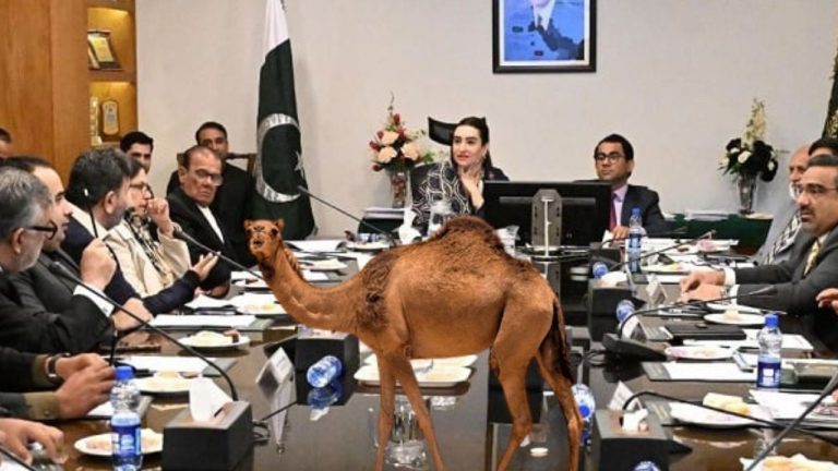 Senate camel acronym confusion