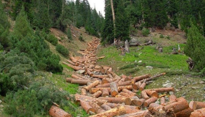 Gilgit-Baltistan bans wood use in government buildings: Here's why!