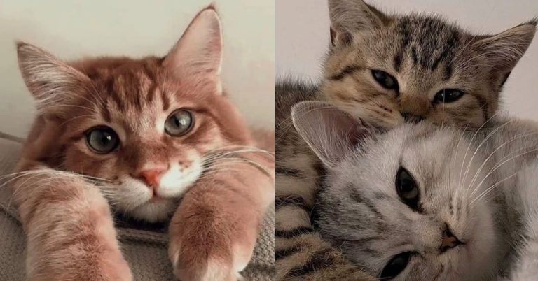 cat kidney disease treatment