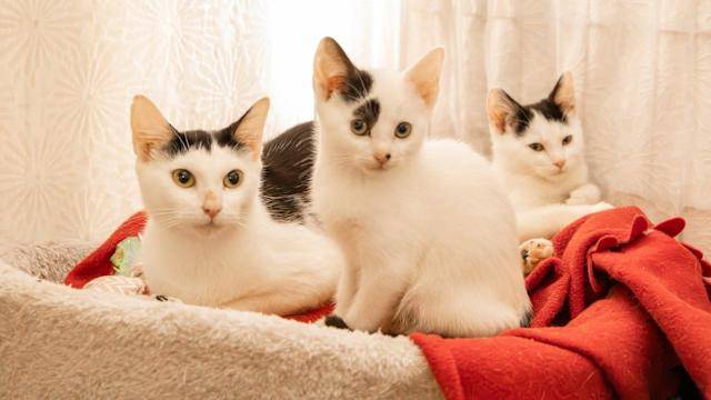 cat kidney disease treatment