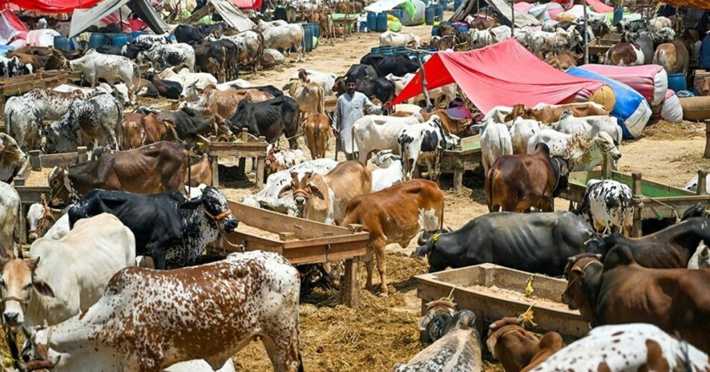 Govt announces strict guidelines for collection of hides during Eid-ul-Adha