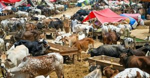 Govt announces strict guidelines for collection of hides during Eid-ul-Adha