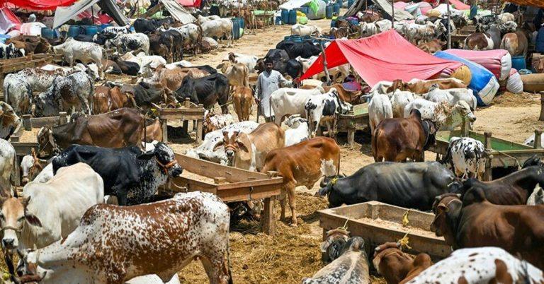 Govt announces strict guidelines for collection of hides during Eid-ul-Adha