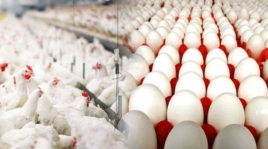 ہوشیار،مرغی اور انڈوں کی قیمتوں میں اچانک بڑا اضافہ