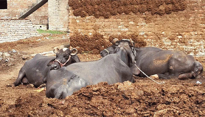 پنجاب میں بھینسوں کے گوبر پر ٹیکس کی خبروں کی تردید، کوئی فیصلہ نہیں ہوا، وزیر بلدیات