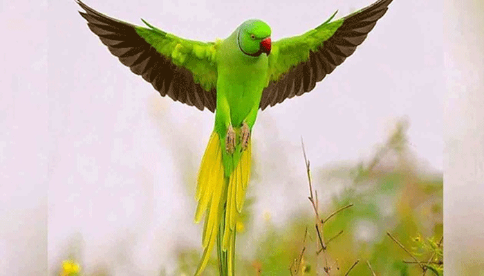 پنجاب حکومت نے گھروں میں رکھے طوطوں کیلئے لائسنس لازمی قرار دیدیا