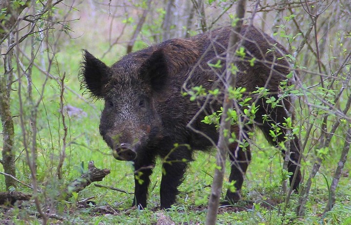 امریکی سفارتخانے کے باہر پولیس اہلکار پر جنگلی سور کا حملہ